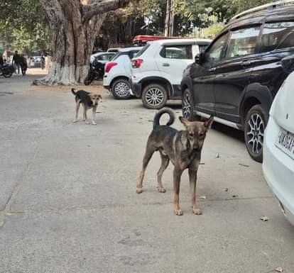 Stray dogs in the city will receive anti-rabies vaccines, sterilization, and a shelter for rabid dogs.