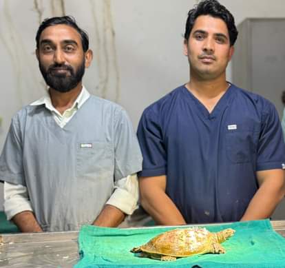 Operation of injured turtle successful, team of Government Veterinary Poly Clinic gave new life