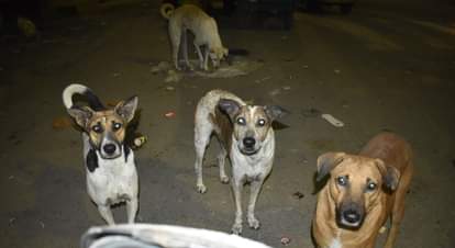 Terror of dogs in Sasni