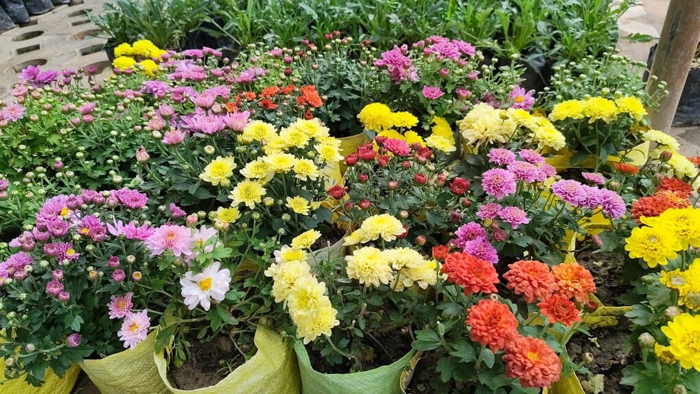 Horticulture blossoms in winter, demand for flowering plants