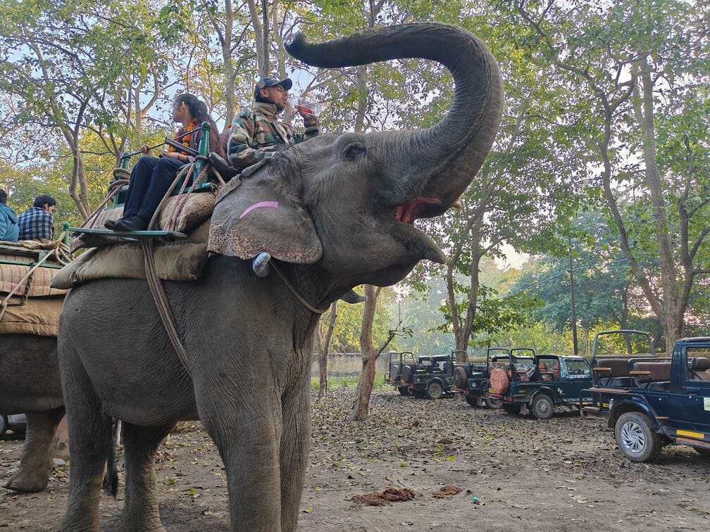 Elephant safari begins in Chilla range