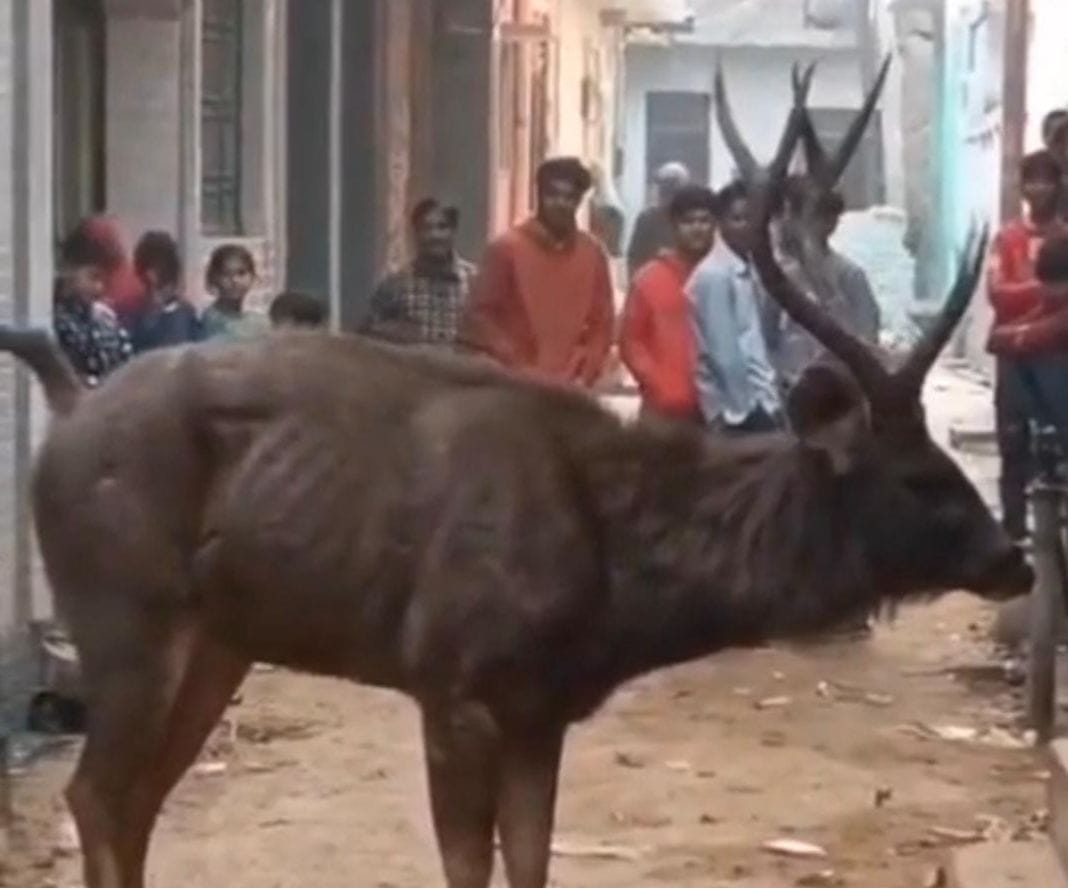 A deer entered a populated area, and a crowd gathered to see it.