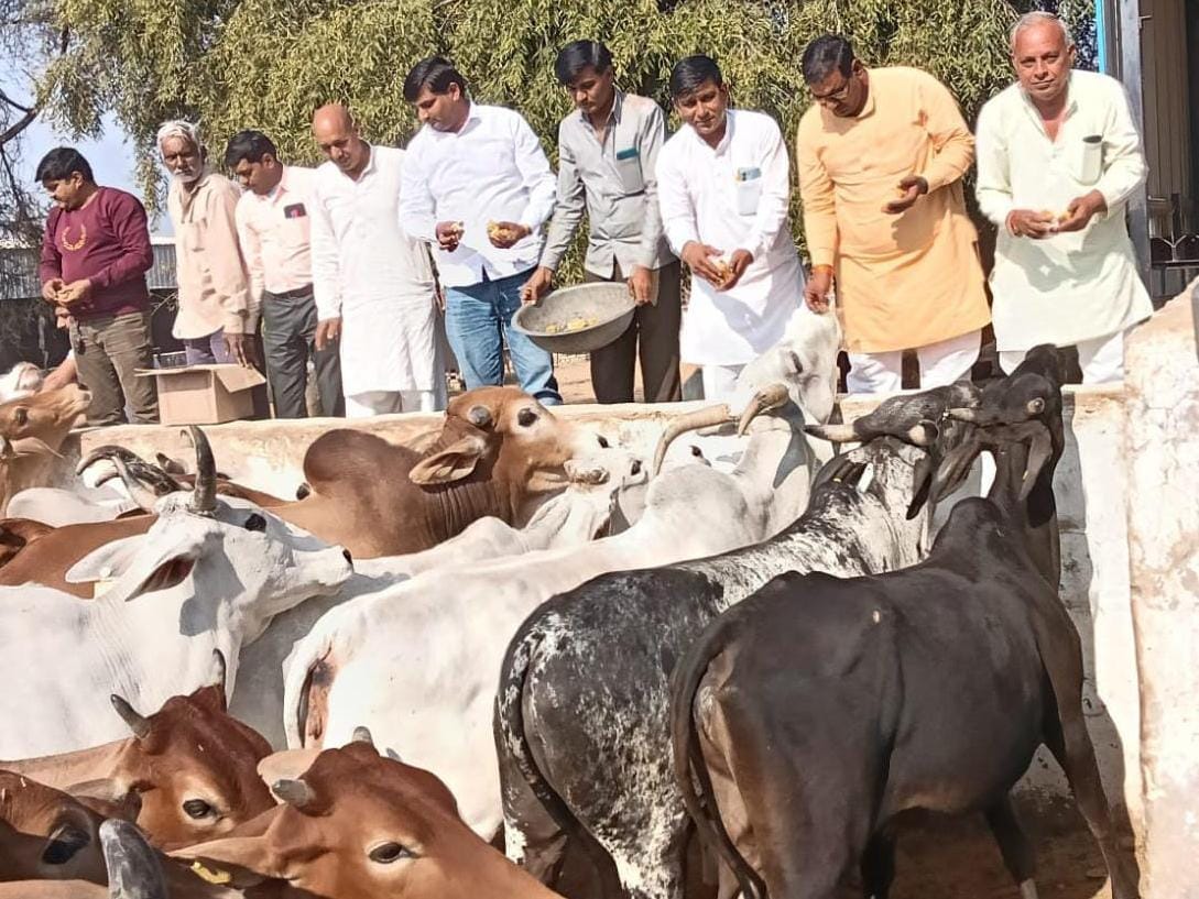 Sarpanch Ashok Yadav served the cow