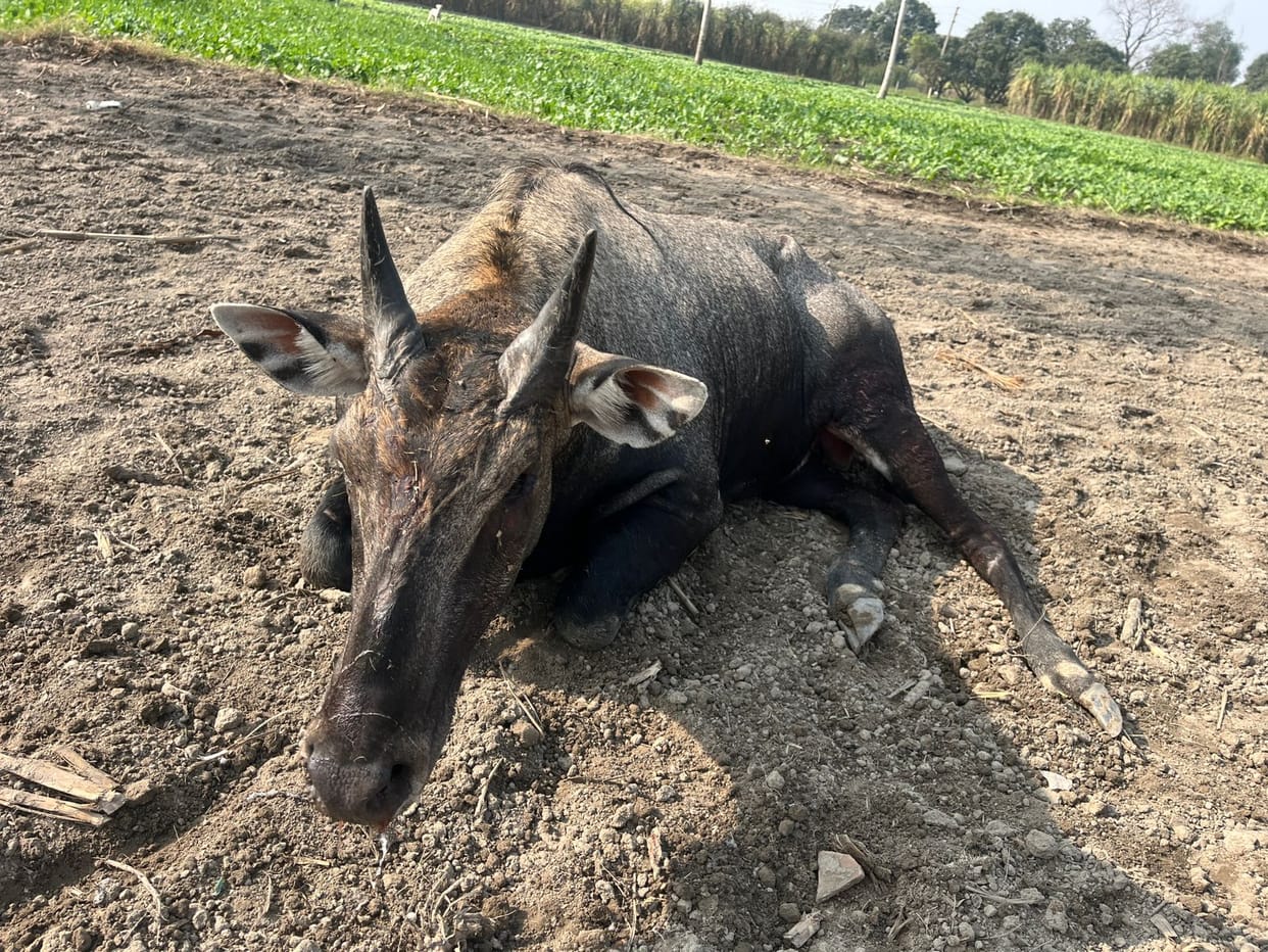 Stray dogs attacked wild animal Nilgai