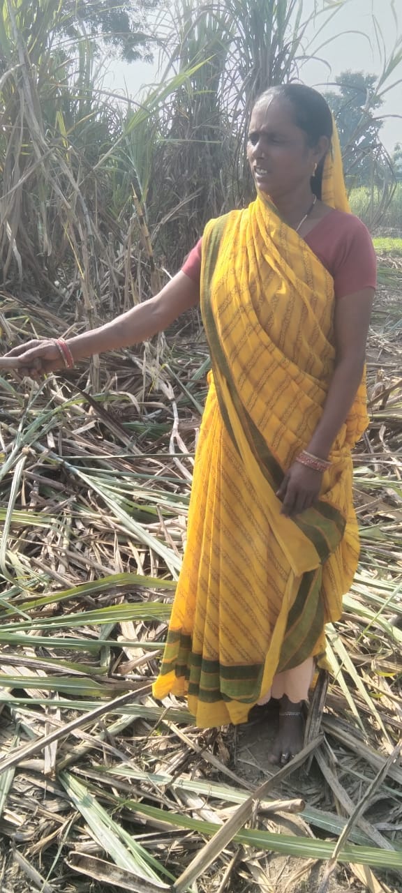 Elephants trampled wheat, mustard, chilli and sugarcane crops in Bhagwantnagar Gulra.