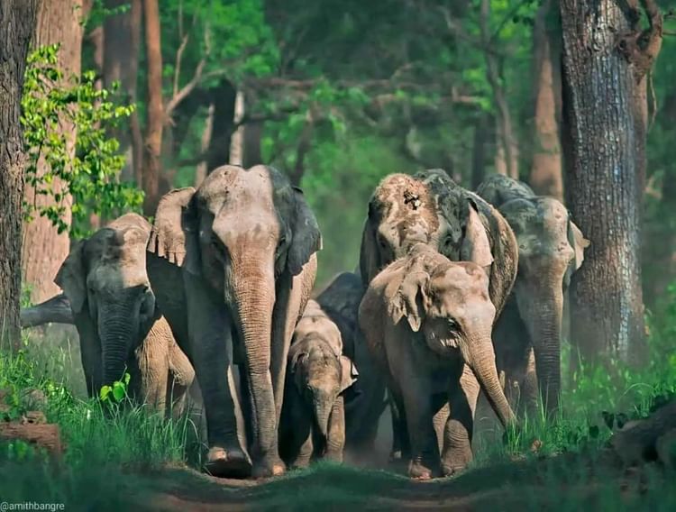 झारखंड: हाथियों के हमले में महिला सहित चार की मौत, पिछले पंद्रह दिनों में 18 ने गंवाई जान