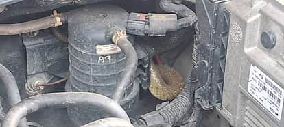 rspura news, snake in car