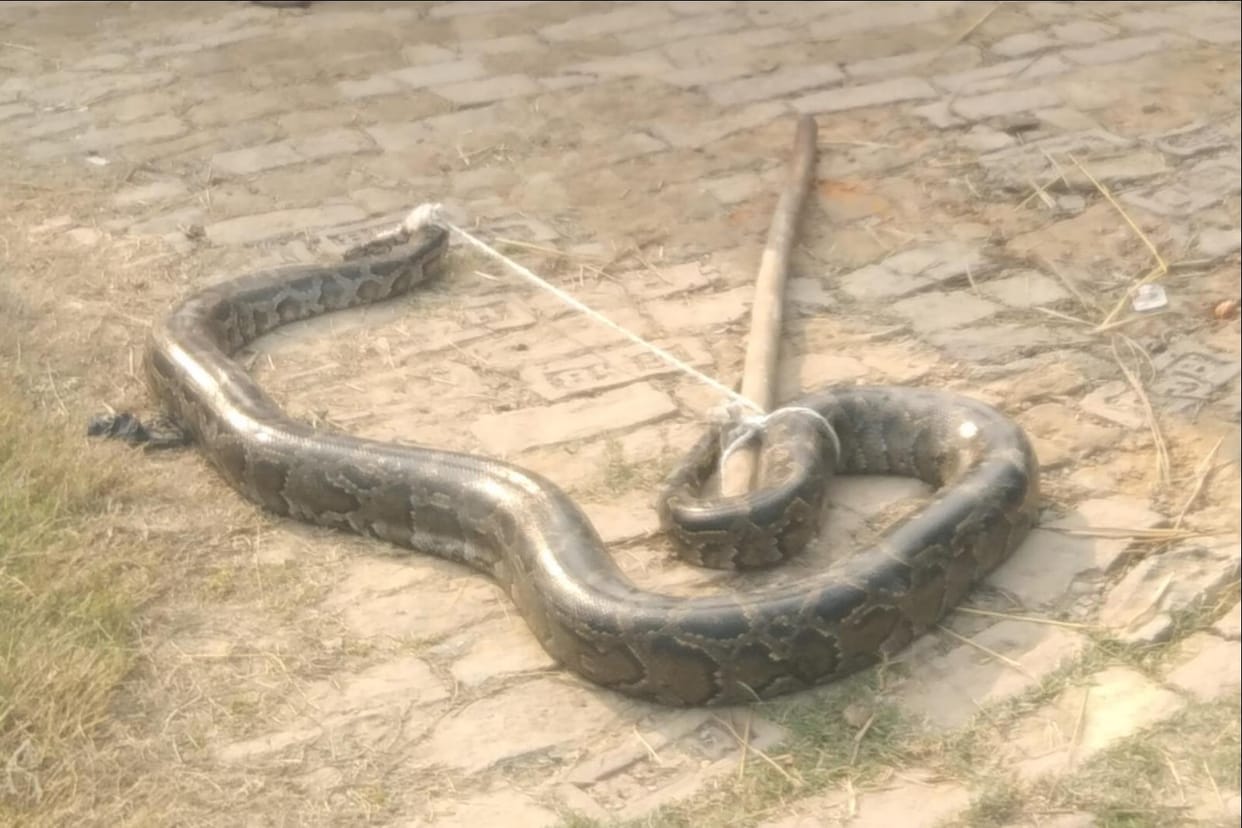 12-foot python found at brick kiln