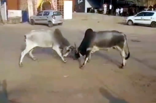 agra news bah bull fighting