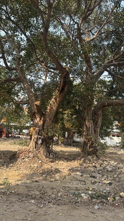 charbagh station tree cutting