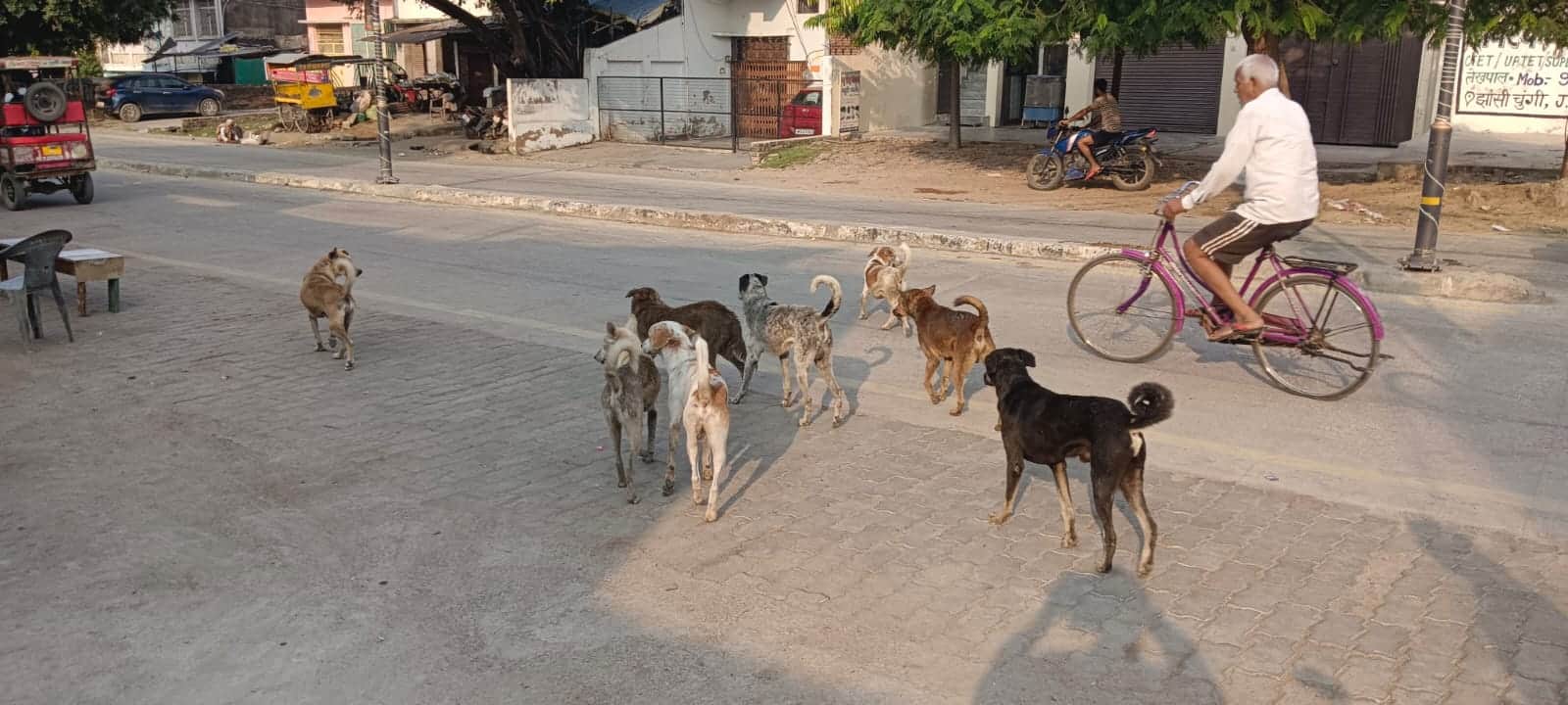 आवारा कुत्तों ने महिला पर किया हमला