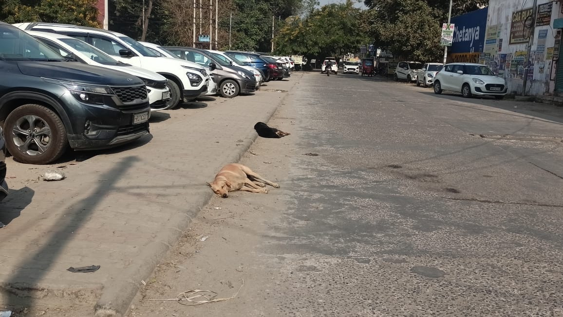 Packs of dogs roam the streets of Dharamnagari, causing trouble for the people.