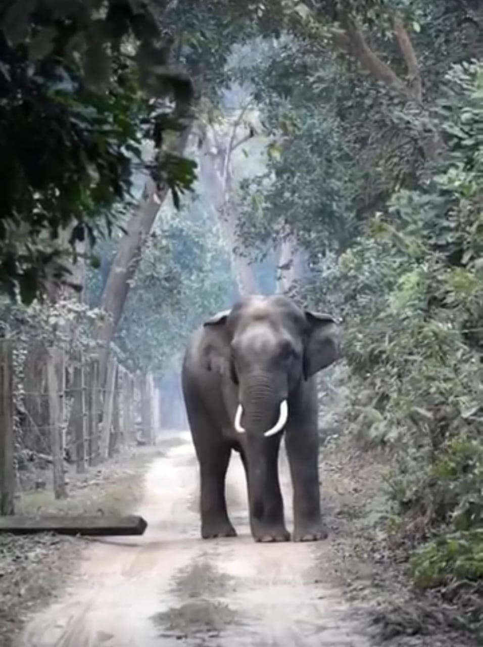 Tusker breaks solar fencing and reaches road in Dudhwa