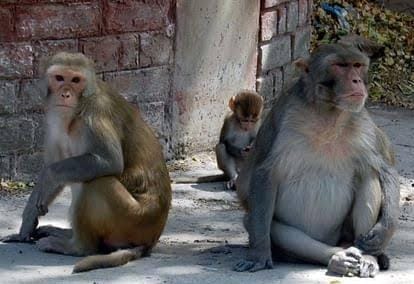 Terror of monkeys and langurs... save yourself, administration has no arrangements