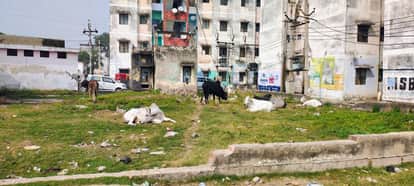 What kind of protection is this cow shelters in a bad state, tagged cattle roaming the streets