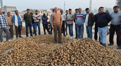 Arrival of potatoes increased in Babain grain market