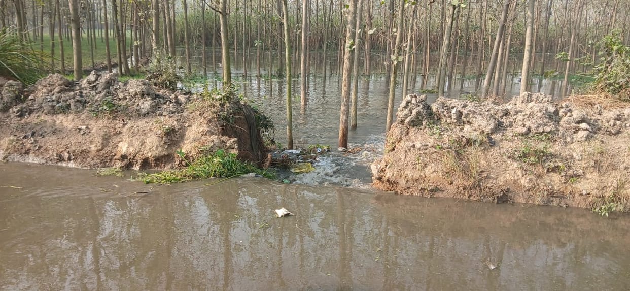 Rajbahe's bank broken, 250 bigha wheat crop ruined