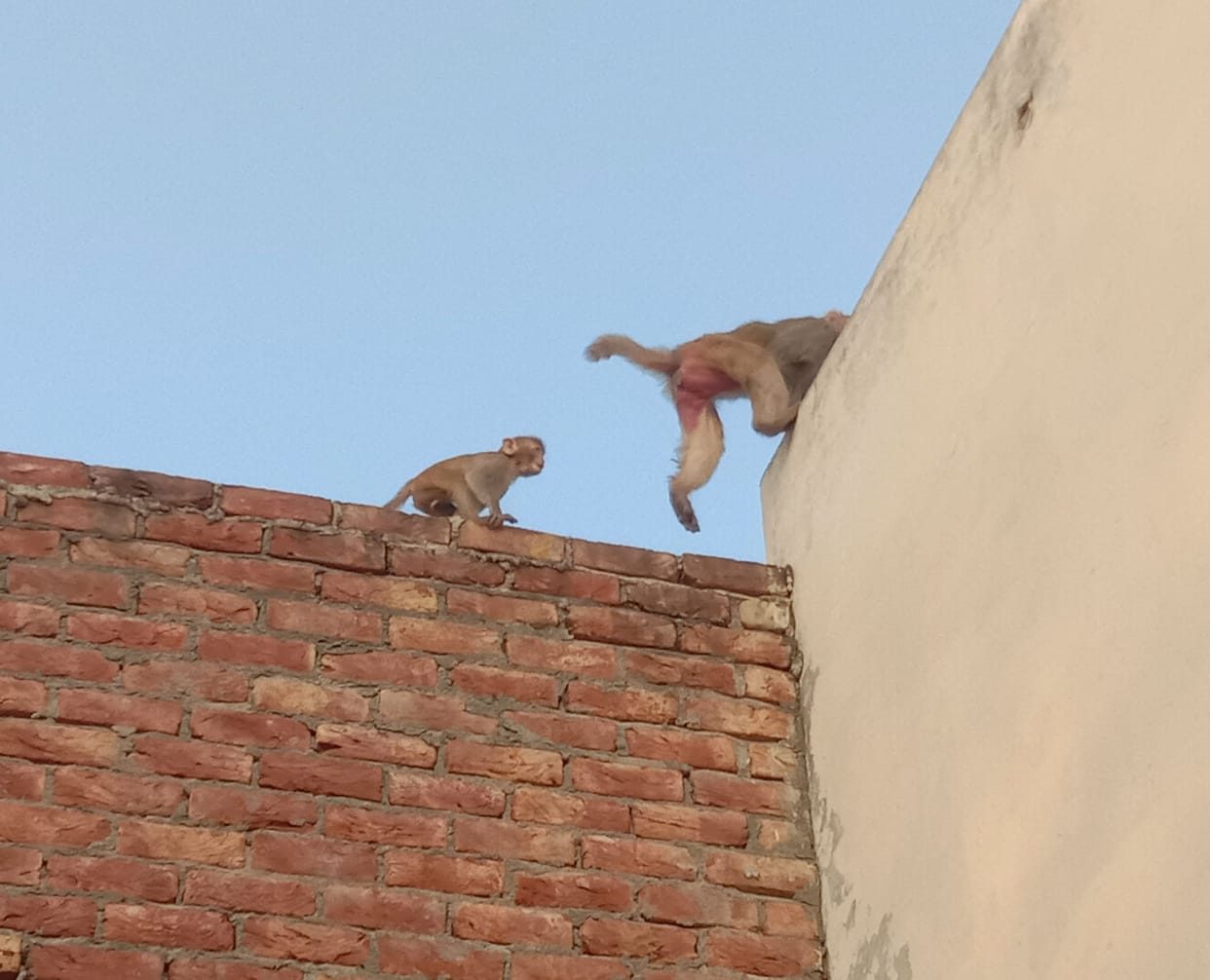 Monkeys create havoc in Devrala, a wooden plank falls on a six-year-old girl.