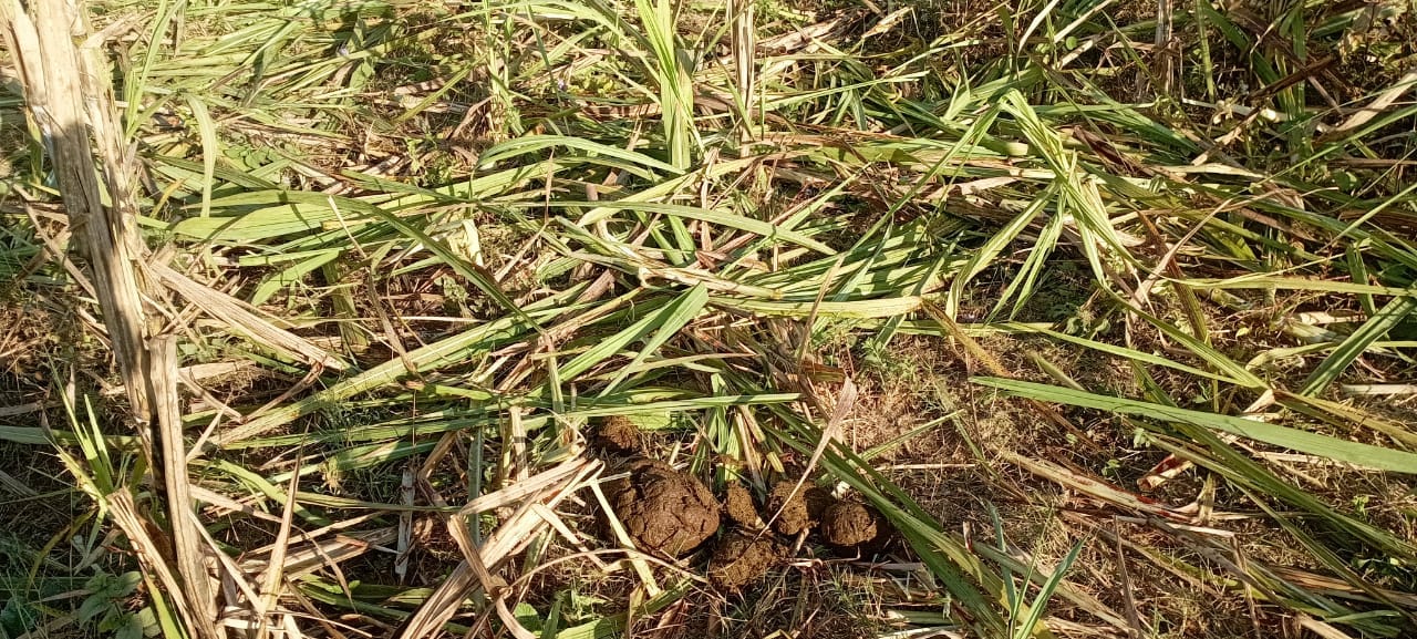 A herd of elephants destroyed 10 bighas of sugarcane crop.