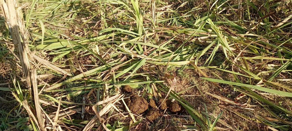 A herd of elephants destroyed 10 bighas of sugarcane crop.