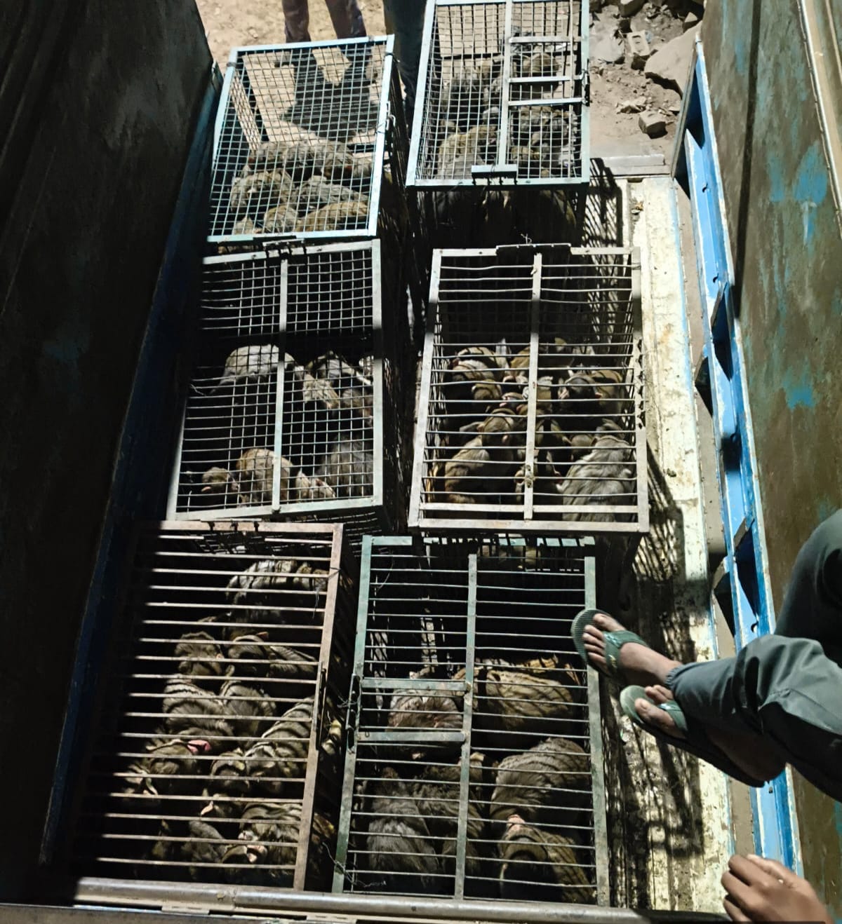 Over 500 monkeys caught in three days