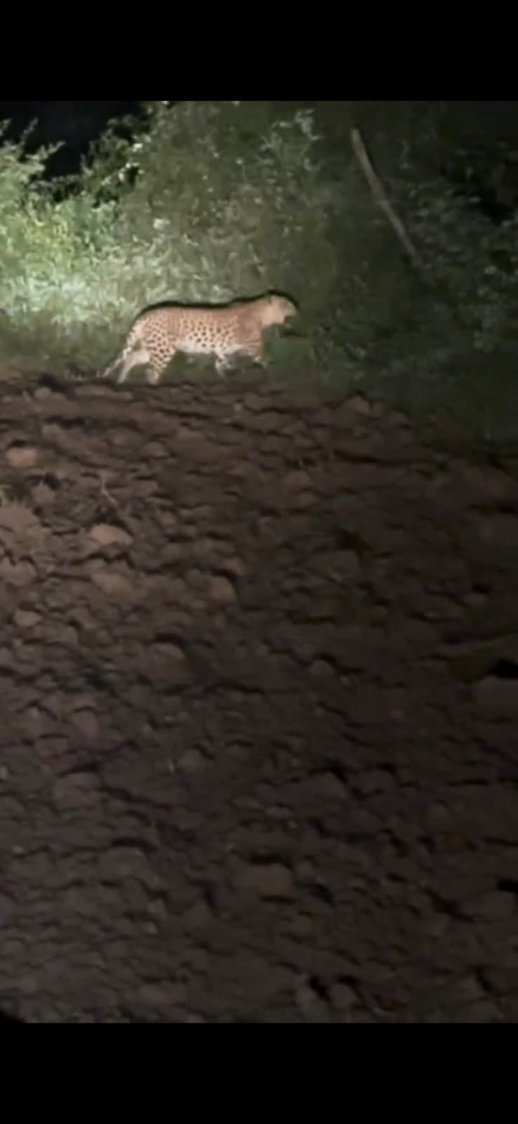 The forest department launched an investigation into reports of a leopard sighting in Kheda village