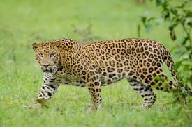 Seven cameras installed in Rehmankheda area to monitor leopard