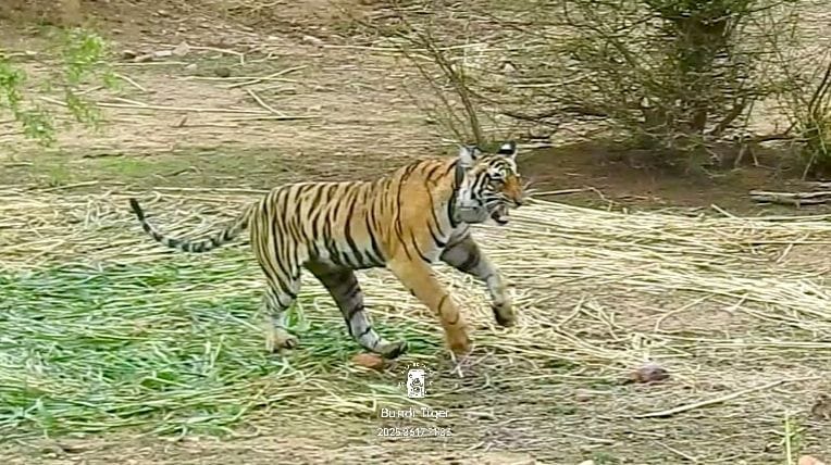 A young tigress RVT 8 showcased the natural tiger corridor in Bundi.