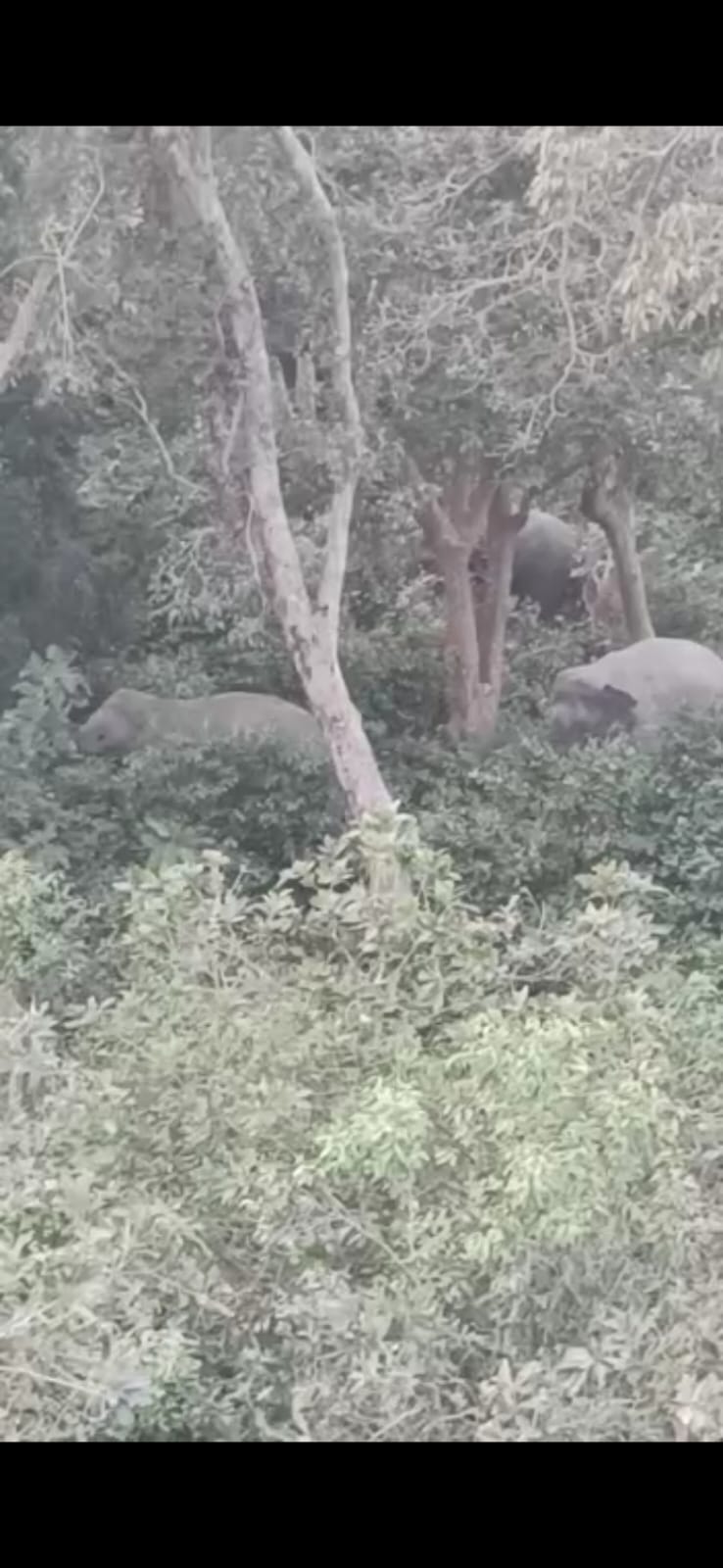 A herd of elephants reached the Devipur Beat forest