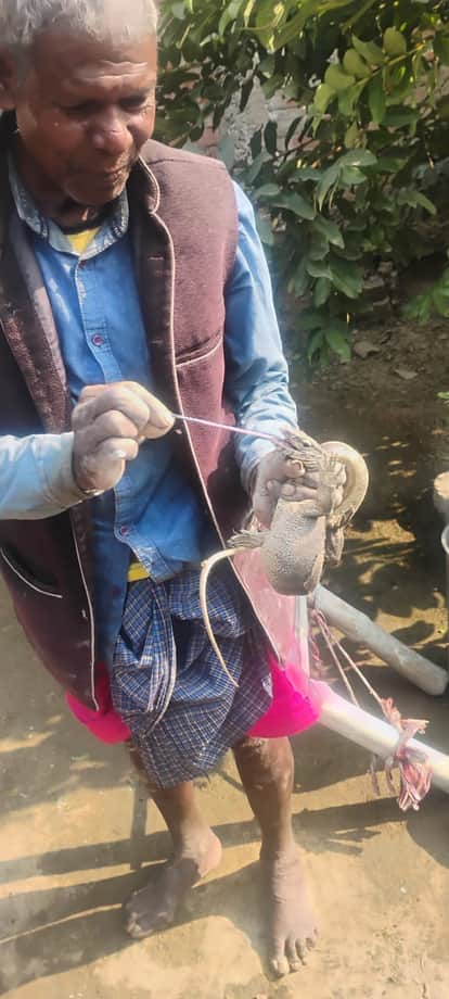 A poisonous snake emerged from the wall of a mud house and was released in the forest