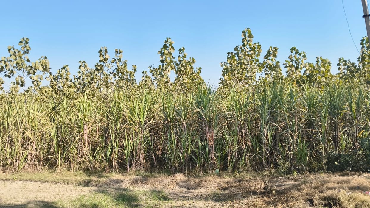 Cultivation of poplar is beneficial for farmers, demand is increasing