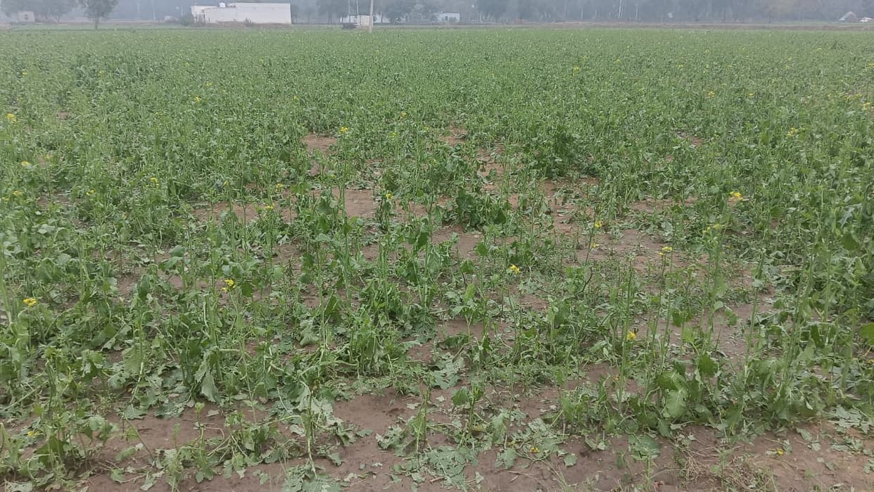 The company has started paying insurance premium for Rabi crops, apply by December 31.