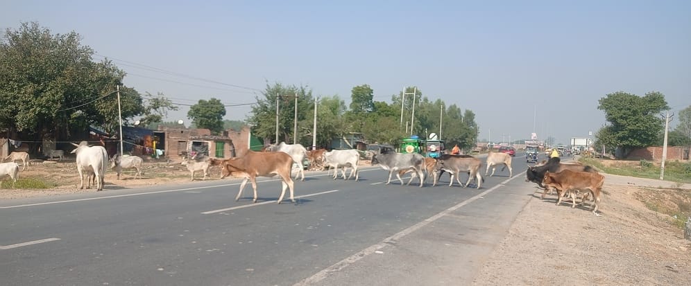 Cattle sitting like death on the highway...people losing their lives in accidents
