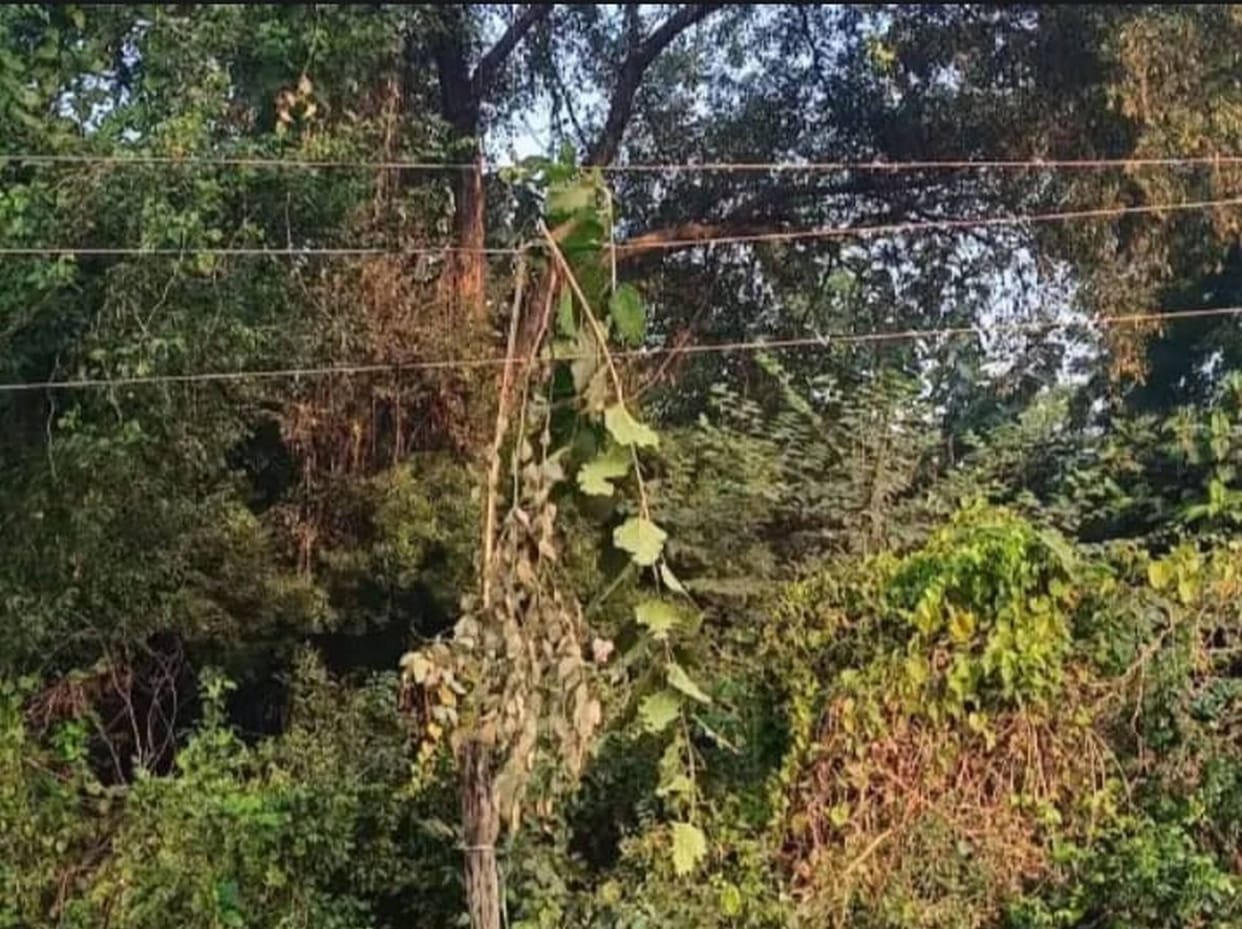 20 villages lose power after a branch is thrown on the HT line.