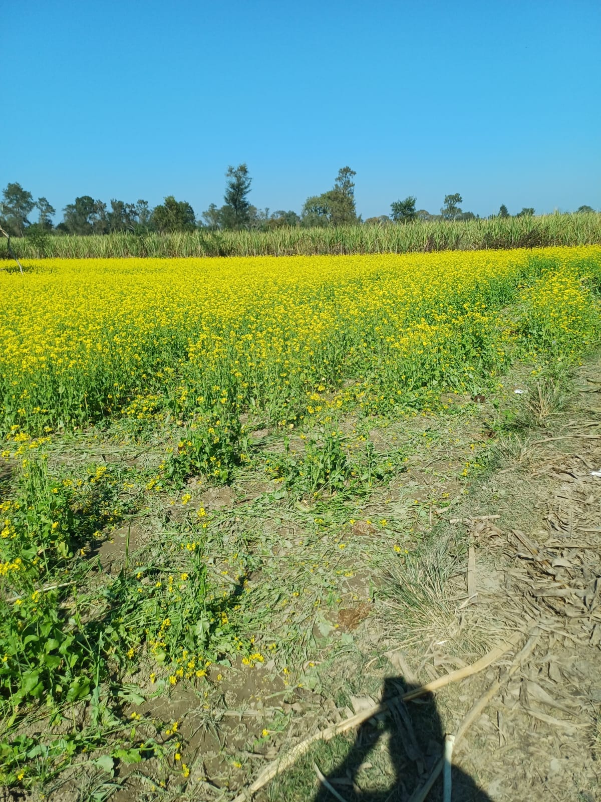 Elephants destroyed crops in Basantapur Kalan