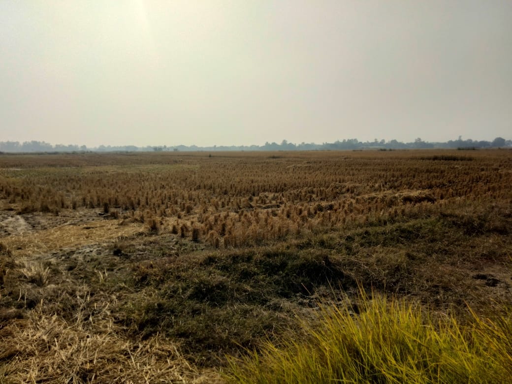 Direct sowing of paddy was found to be fake in verification, 5134 farmers applied in Hisar, 3964 were fake.