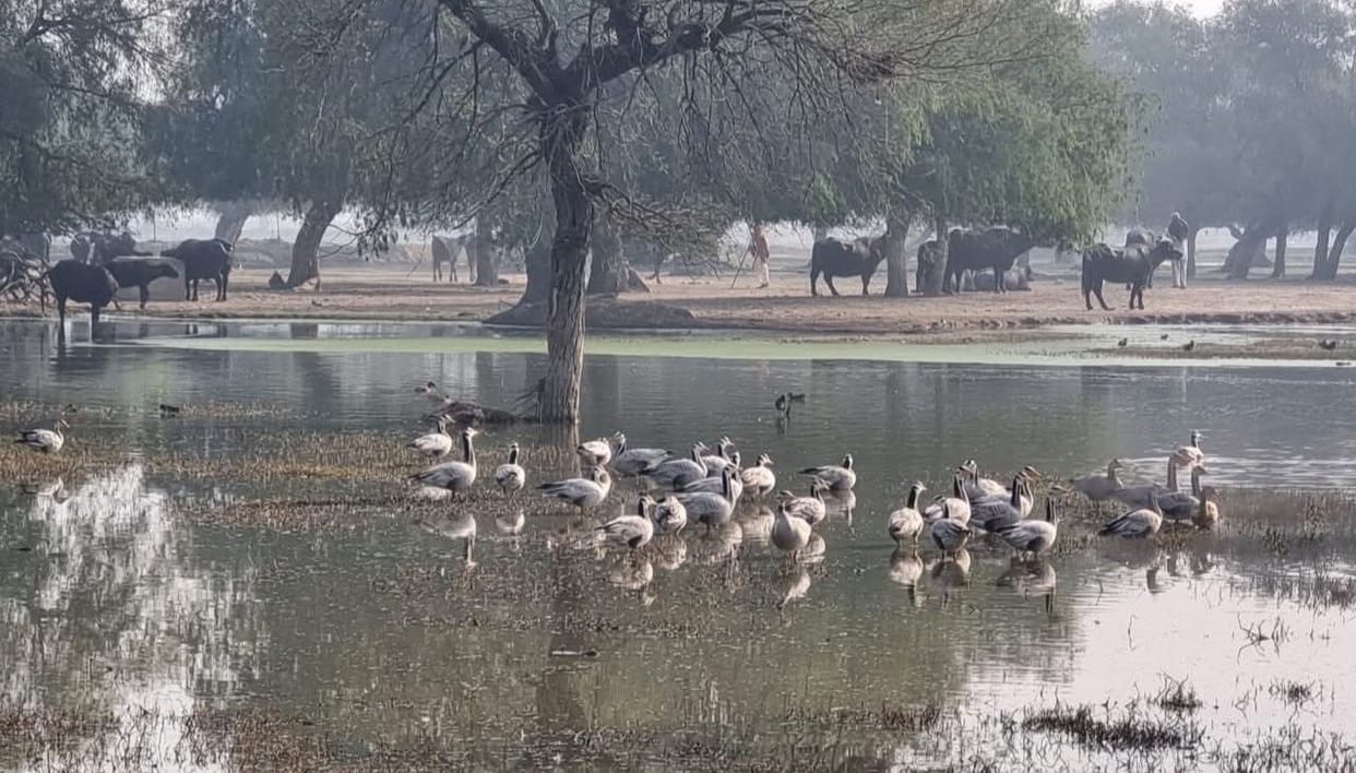 Kalvan is buzzing with bar-headed goose birds that have arrived from Mongolia.