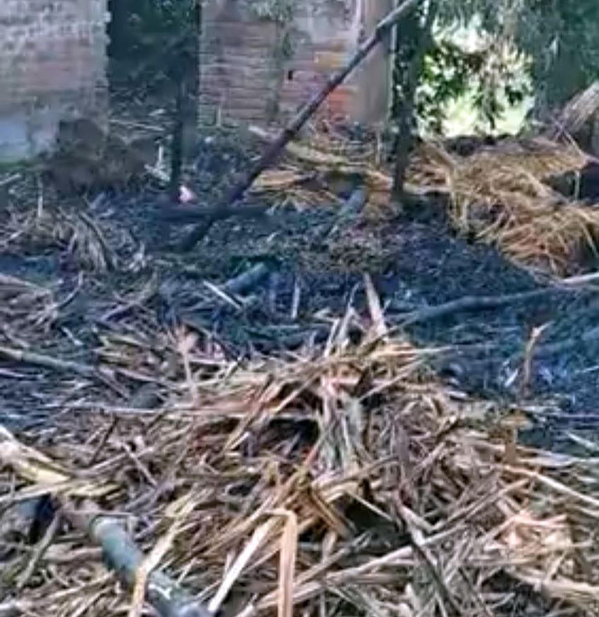Fire broke out in the thatch, cow scorched
