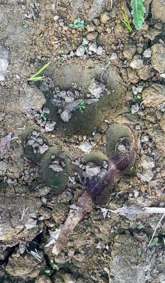 Villagers spotted tiger footprints in Bhudpurwa