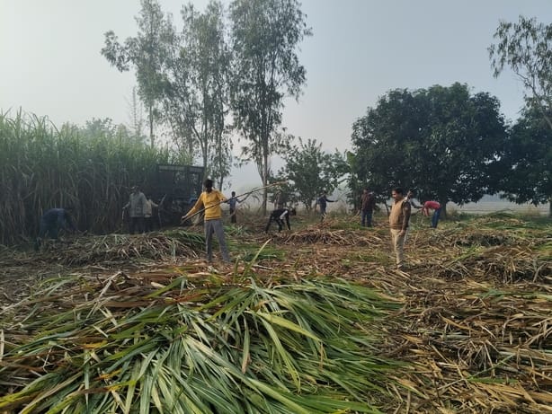 Sugarcane harvesting is being done under the supervision of forest workers