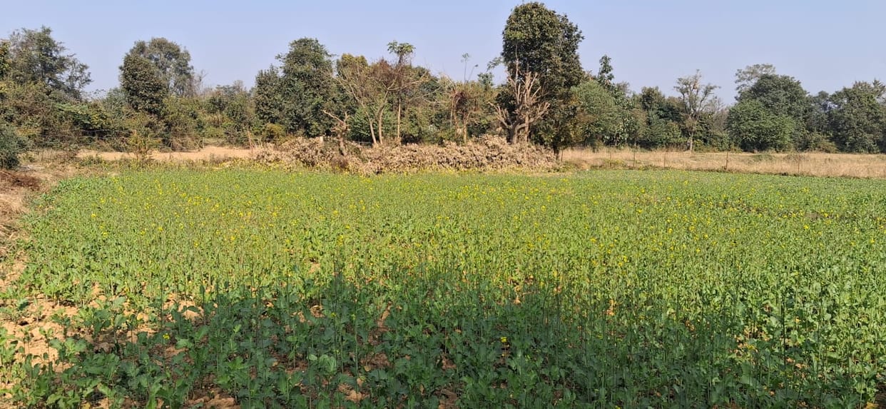 Double weather attack: no rain, no irrigation, and a crisis for agriculture