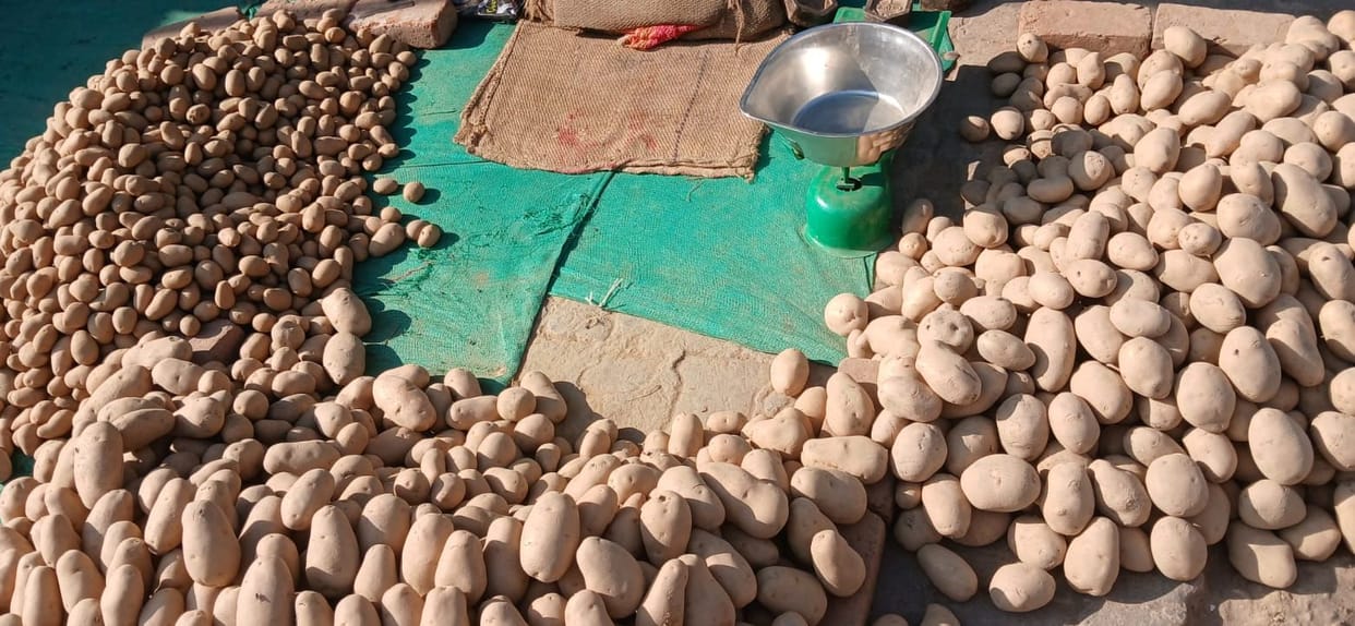 Due to the arrival of new potatoes, old potato farmers have withdrawn their hands from the extraction.