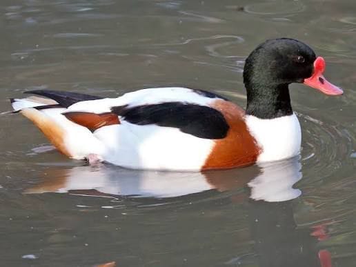 Rudy Shelduck, Great Cormorant reached Mandi from Siberia after a long time