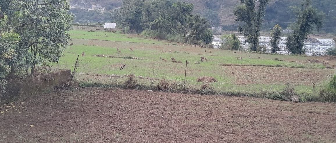 One lakh hectares of farmland in Kumaon have become desolate in two and a half decades.