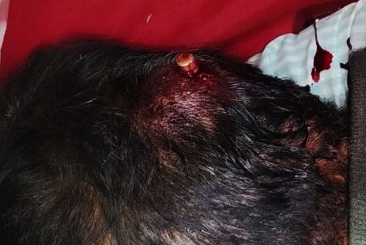 Pradhan was shot in the head... yet he rode his bike to reach home