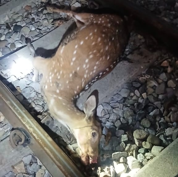 Female cheetal dies after being hit by a train