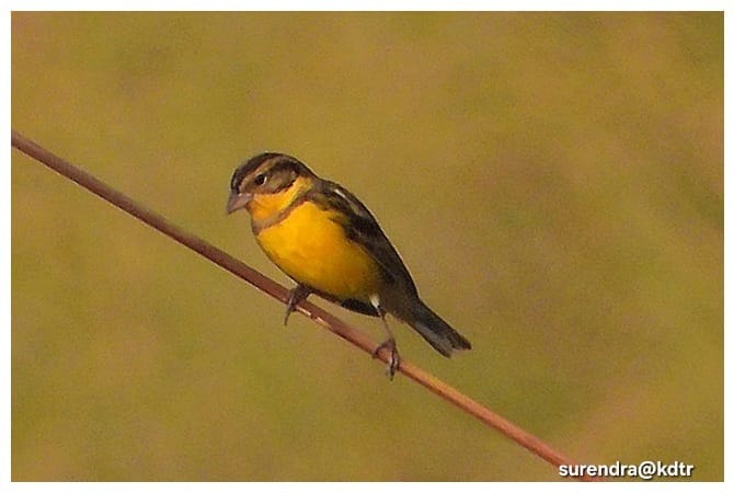 Yellow-breasted bunting, a rare extinct bird species, was found in Dudhwa