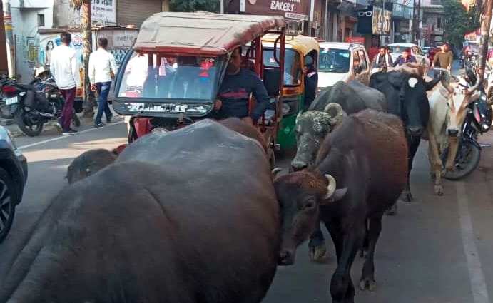 Dairies have not been shifted outside the city... buffaloes are blocking the way.