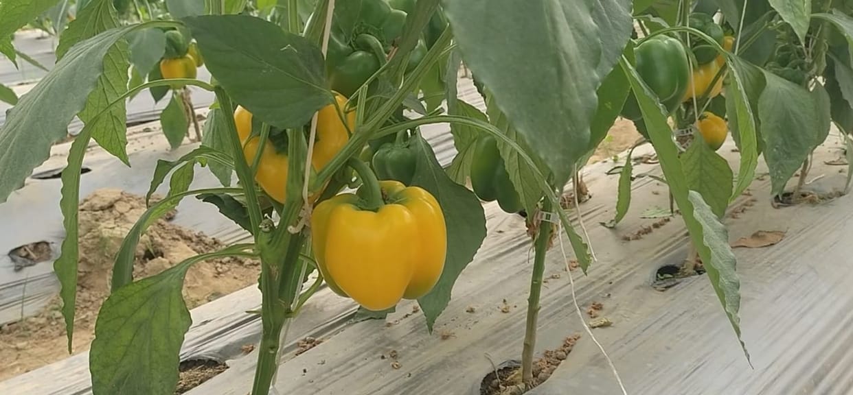 Cultivation of colorful capsicum in the district's first hi-tech polyhouse