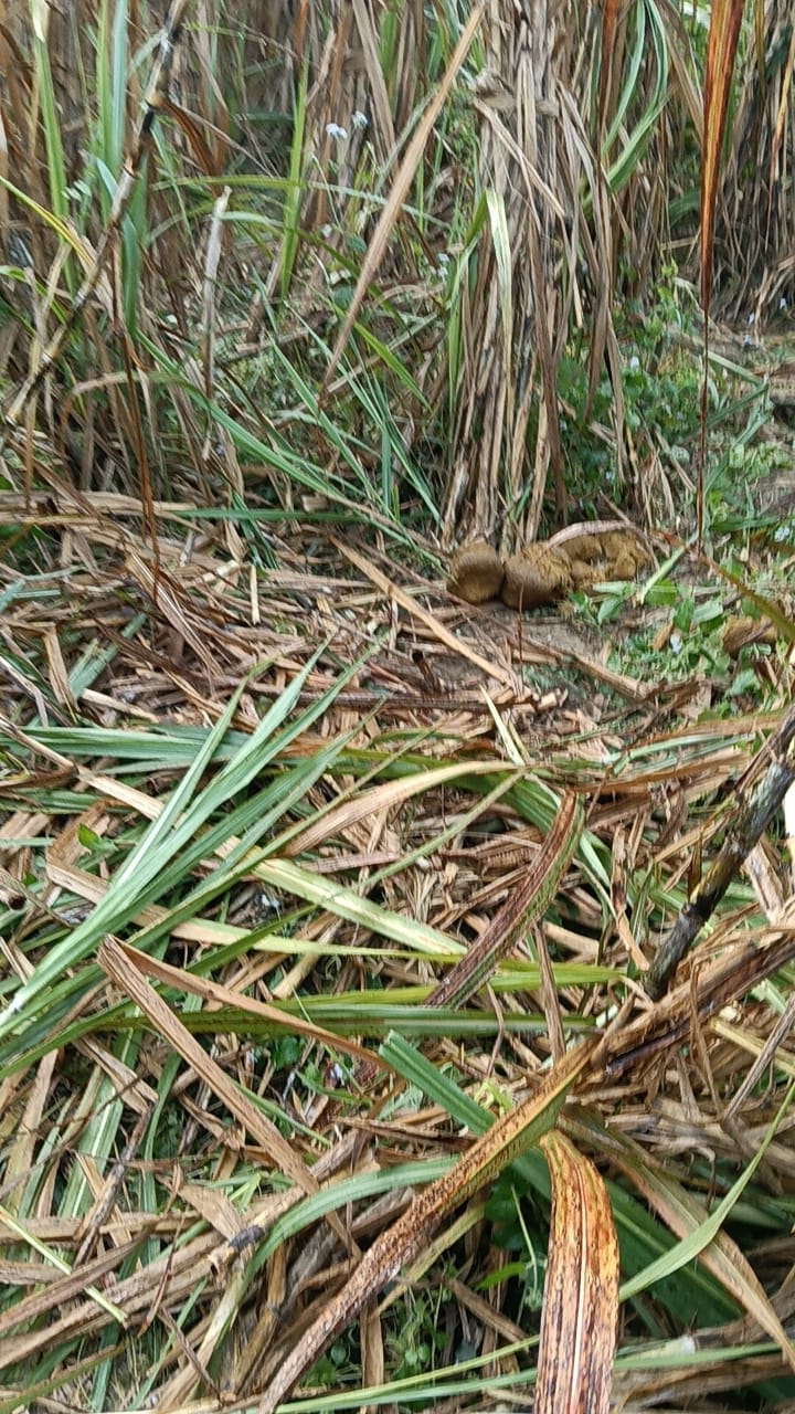 Elephants again trampled crops in Basantapur Kalan